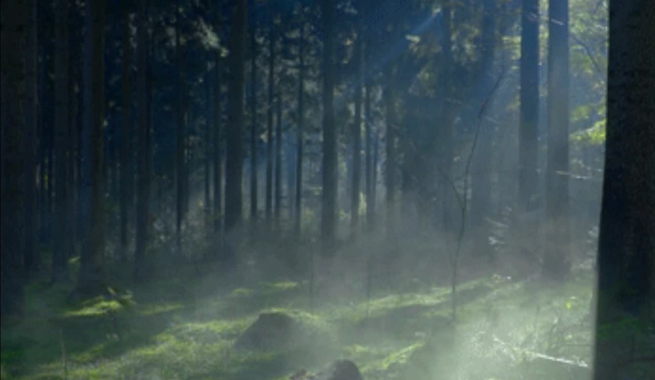 Fondo para video bosque húmedo con neblina ligera